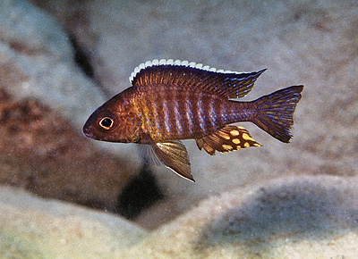 Aulonocara sp. 'chitande type mozambique' Wikihi